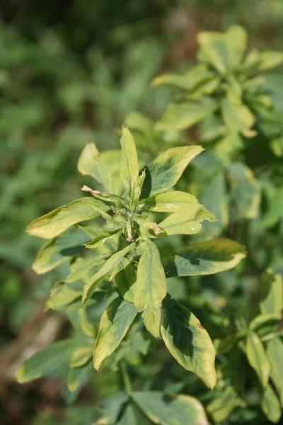 Ladang Alfalfa Rusak Oleh Kekeringan Pada Musim Panas Bidang Pertanian — Stok Foto