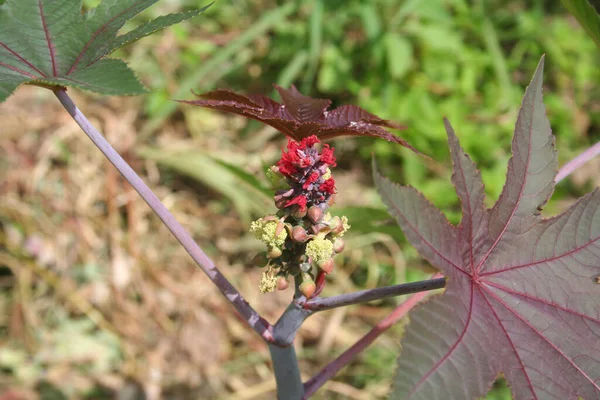 Castor Olie Plant Met Rode Stekelige Vruchten Kleurrijke Bladeren Ricinus — Stockfoto