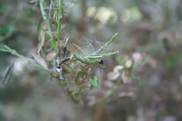 Bosquet Attaqué Par Cydalima Perspectalis Chenille Cydalima Perspectalis Mangeant Des — Photo