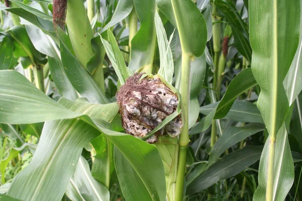 Maïsmunt Ustilago Maydis Ziekte Maïs Plant Het Veld Schimmelziekte Een — Stockfoto