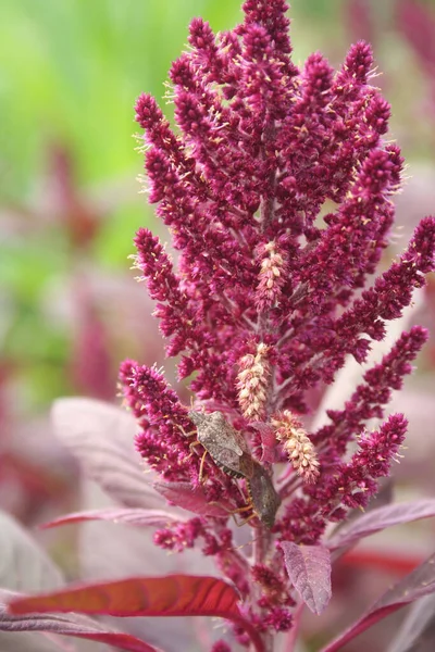 Коричневый Мраморный Щит Амарантусе Растение Поле Halyomorpha Halys Inseed Amaranthus — стоковое фото