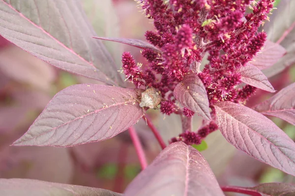 Коричневый Мраморный Щит Амарантусе Растение Поле Halyomorpha Halys Inseed Amaranthus — стоковое фото