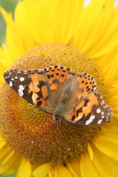 Orange Black Butterfly Yellow Sunflower Garden Vanessa Cardui Butterfly Helianthus — Stock Photo, Image