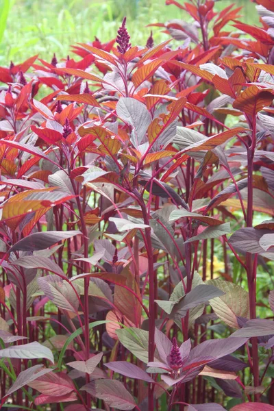 Амарант Амарант Растения Цветами Солнечном Свете Амарантус — стоковое фото