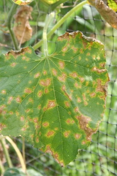 Colletotrichum Orbiculare Anthracnose Cucurbits Leaves Cucumber Plant Disease Vegetable Garden — Stock Photo, Image