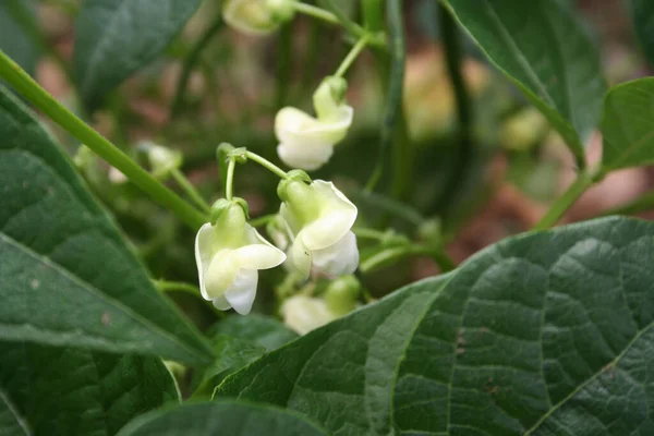 French bean plant with white flowers. French bean plant in bloom in the vegetable garden