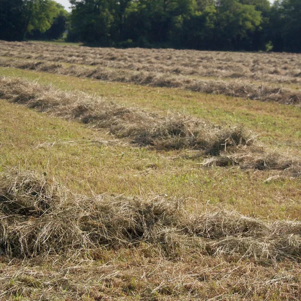 Κουρεμένο Λιβάδι Καλοκαίρι Στην Ιταλική Ύπαιθρο Αγροτεμάχιο Ξηρό Σανό — Φωτογραφία Αρχείου