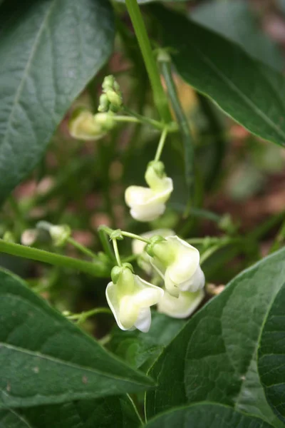 French Bean Plant White Flowers French Bean Plant Bloom Vegetable — Stock Photo, Image
