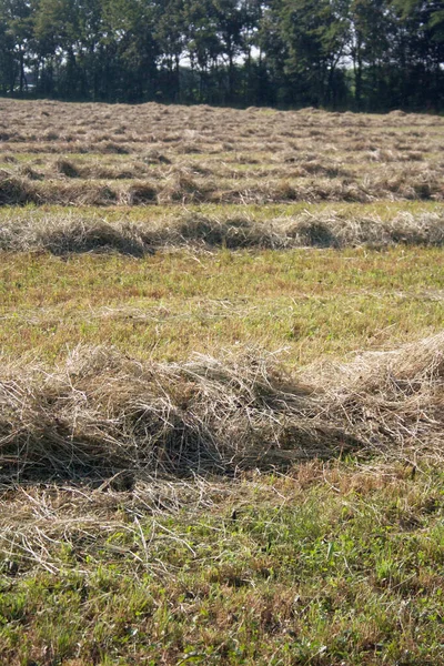 イタリアの田舎で夏に牧草地を刈った 干草のある農地 — ストック写真