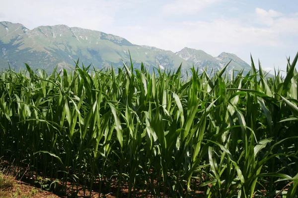 夏には緑のトウモロコシ畑 晴れた日に北イタリアの農業分野 — ストック写真