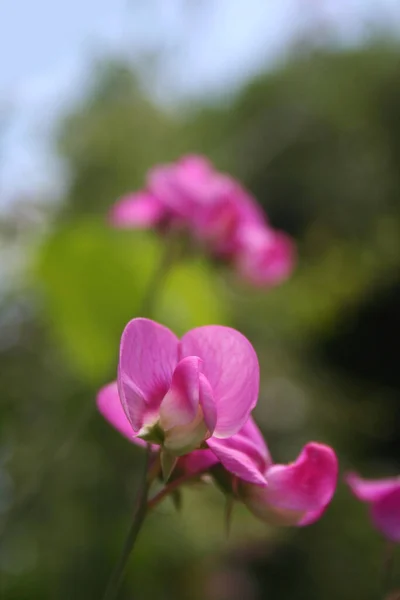 甜豌豆植物 粉红色的花朵 有选择性地集中在花园里 夏天百里香盛开 — 图库照片