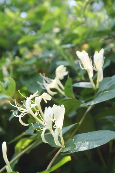 盛开的白色金银花灌木 日本金银花 俗称日本金银花 — 图库照片