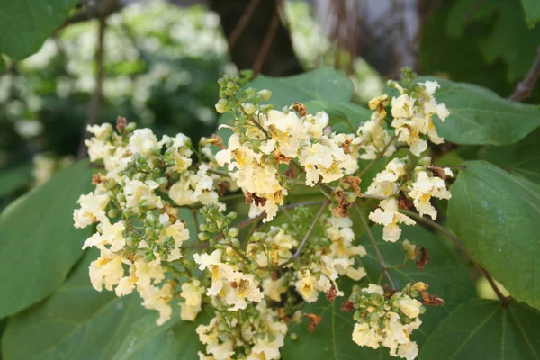 Catalpa Bignonioides Haricot Tropical Indien Fleurs Dans Jardin Gros Plan — Photo