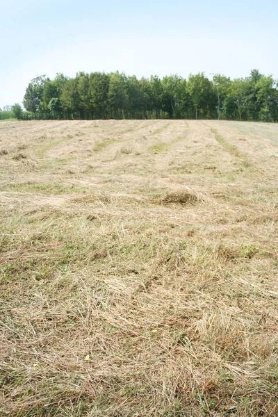 Meadow Segó Verano Heno Fila Campo Campo Agrícola Norte Italia — Foto de Stock