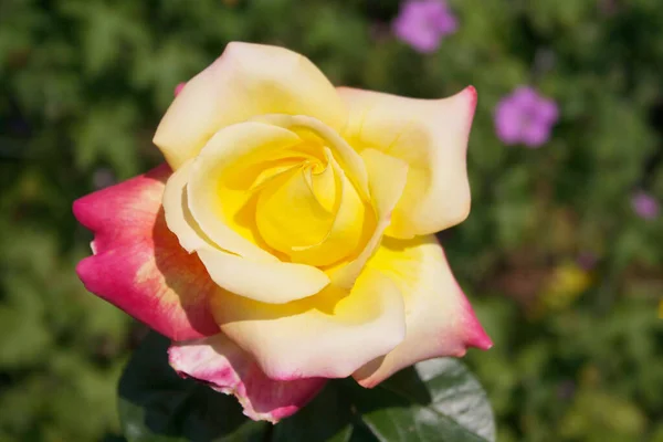 Gul Och Rosa Ros Trädgården Variegerad Orienterad Expressros Blomma Växt — Stockfoto