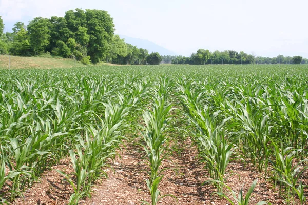 Green corn plants growing in the field on a sunny day. Corn field in the italian countryside