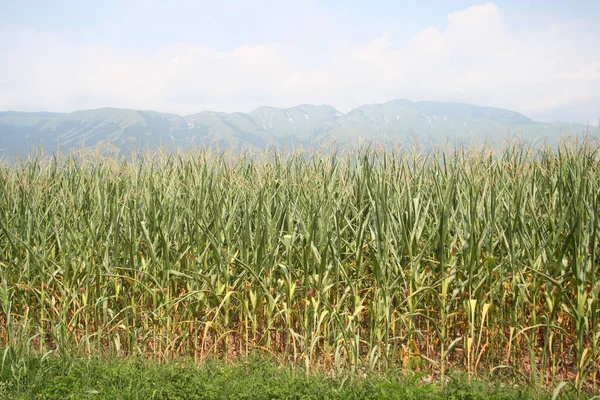 夏にトウモロコシ畑で干ばつになりました 北イタリアの農業分野における気候変動と地球温暖化 — ストック写真