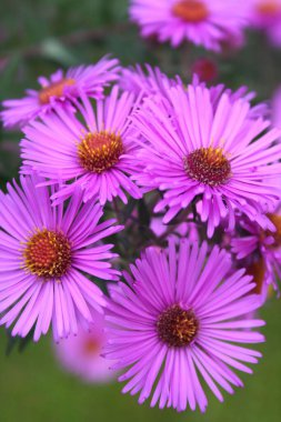 Beyaz arka planda izole edilmiş İtalyan Karnaval pastası. Chiacchere, crostoli, bugie, cenci adında geleneksel bir karnaval pastası.