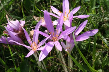 Çayırda yetişen mor renkli mısır.