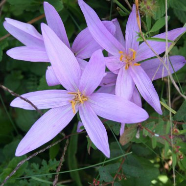 Çayırda yetişen mor renkli mısır.