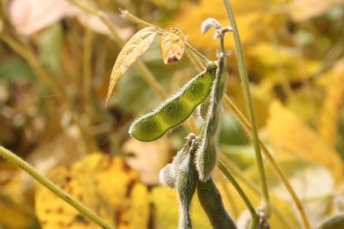 Sonbahar mevsiminde tarlada güneş ışığına karşı bitki üzerinde soya tohumları