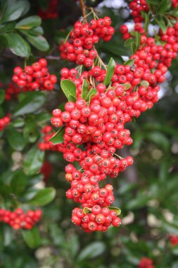 Pyracantha çalılığında güzel kırmızı meyveler. Bahçede sonbaharda ateş dikenleri