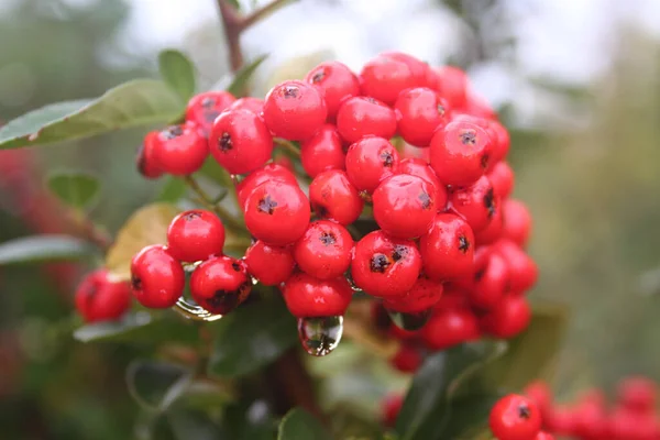 雨滴に覆われた枝の上に赤いピラカンサやファイアソーンの果実のクローズアップ — ストック写真