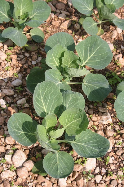 Jeunes Choux Verts Frais Poussant Dans Potager Par Une Journée — Photo