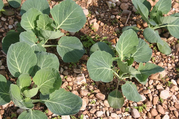 Jeunes Choux Verts Frais Poussant Dans Potager Par Une Journée — Photo