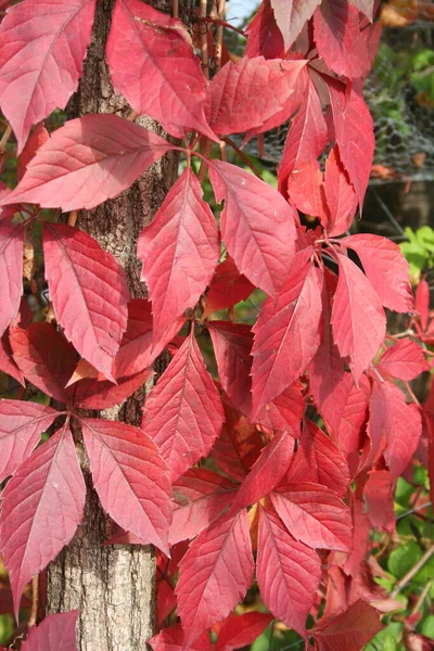 Sonbaharda Virginia 'daki sarmaşık fabrikasına yakın çekim. Kırmızı tırmanma üzümü. Partenocissus quinquefolia.