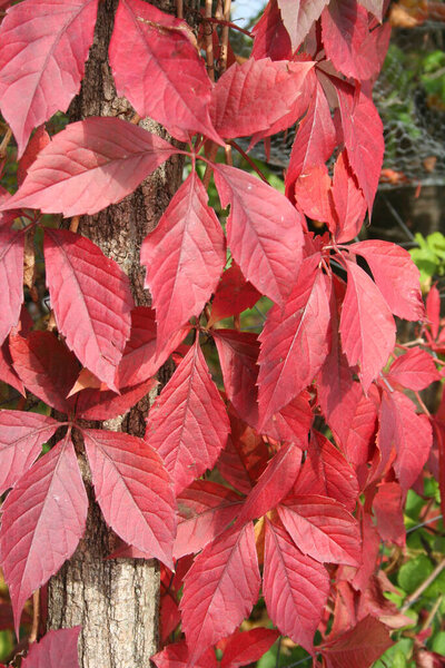 Close-up of Virginia creeper plant in autumn. Red climbing vine.Parthenocissus quinquefolia