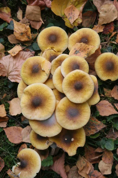 Klump Honungssvamp Skogen Armillaria Mellea Höstbakgrund — Stockfoto