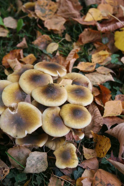 Куча Медовых Грибов Лесу Armillaria Mellea Осенний Фон — стоковое фото