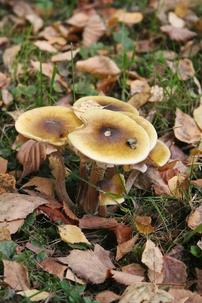 Куча Медовых Грибов Лесу Armillaria Mellea Осенний Фон — стоковое фото