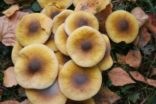 Ormandaki Bal Mantarı Yığını Armillaria Mellea Sonbahar Arkaplanı — Stok fotoğraf