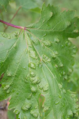 Üzüm ve üzüm yaprakları üzüm bağlarında hasar görmüş.