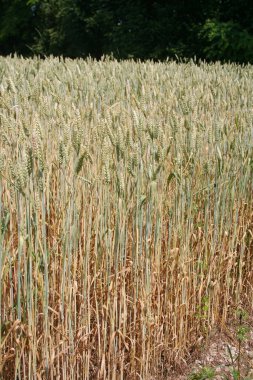 Yazın güneşli bir günde buğday tarlası. İtalya 'da tarım arazisi güneşli bir günde