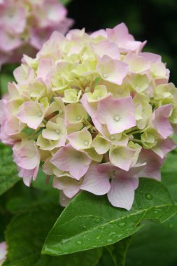 Bahçedeki çalıların üzerinde pembe ortanca çiçeği. Yazın ortanca makrofili.