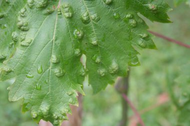 Üzüm ve üzüm yaprakları üzüm bağlarında hasar görmüş.