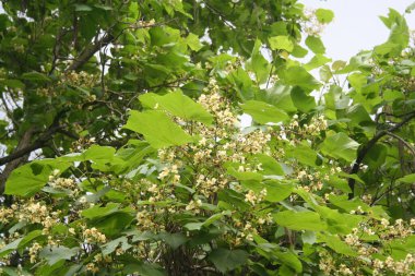 Katalpa bignonioides ya da bahçede tomurcuklanan Hint fasulye ağacı. Sarı çiçekli katalpa ağacı