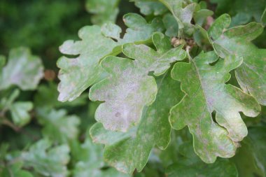 Hastalıklı meşe ağacı. Oak yapraklarındaki gri noktalar dalda
