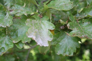 Hastalıklı meşe ağacı. Oak yapraklarındaki gri noktalar dalda