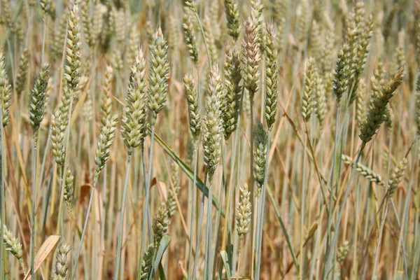 Campo Grano Estate Una Giornata Sole Campo Agricolo Italia Una — Foto Stock