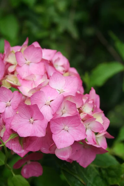 在花园里的灌木丛上开着粉红色的绣花花 夏天的大型水生植物 — 图库照片
