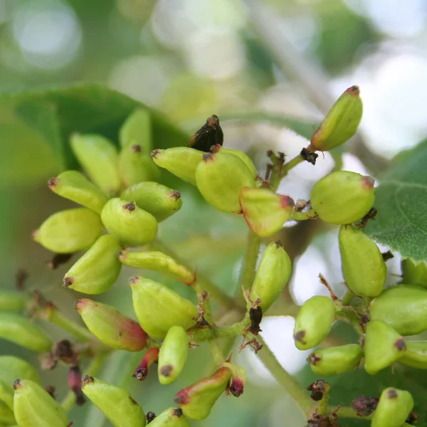 Viburnum Lantana Nın Olgunlaşmamış Yeşil Meyveleri Yazın Yol Yordam Bilen — Stok fotoğraf