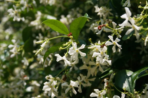 Biała Gwiazda Wspinaczki Jasmin Wieloma Białymi Kwiatami Ogrodzie Trachelospermum Jasminoidy — Zdjęcie stockowe