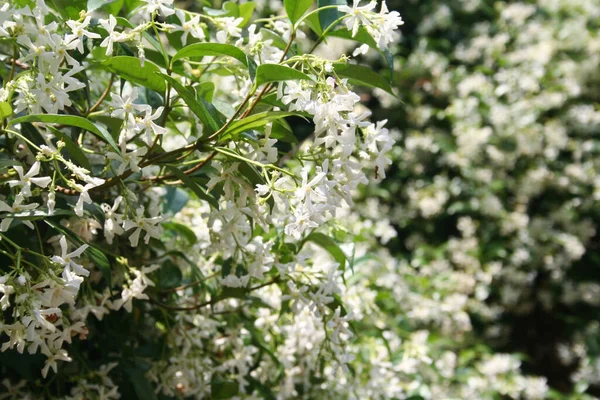 Estrela Escalador Branco Jasmin Com Muitas Flores Brancas Jardim Trachelospermum — Fotografia de Stock