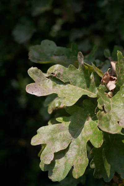 Oak Tree Disease Grey Spots Oak Leaves Branch — Stock Photo, Image