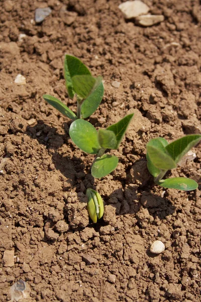 Plantas Frescas Soja Jóvenes Que Crecen Campo Brotes Soja Campo —  Fotos de Stock