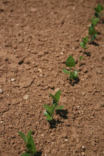 Tanaman Kedelai Muda Segar Tumbuh Lapangan Kedelai Tumbuh Soybean Ladang — Stok Foto